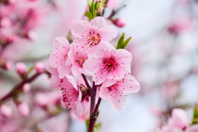 ​关于樱花经典语录 关于樱花的优雅语录